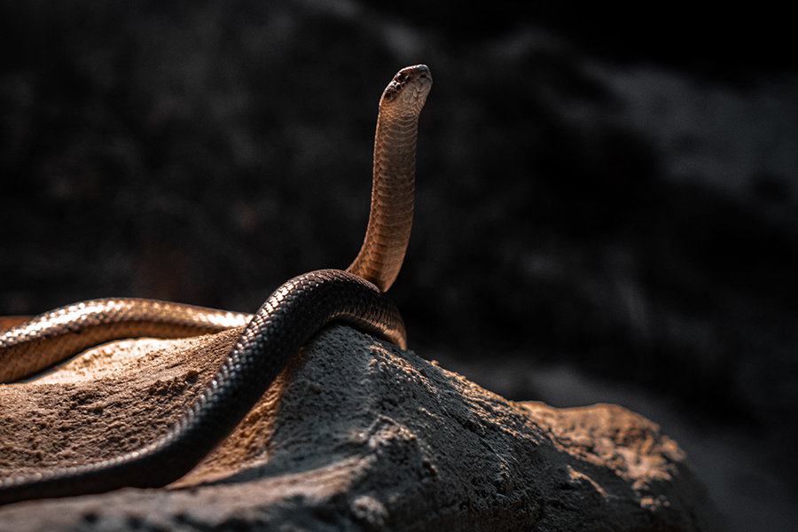 snake2
