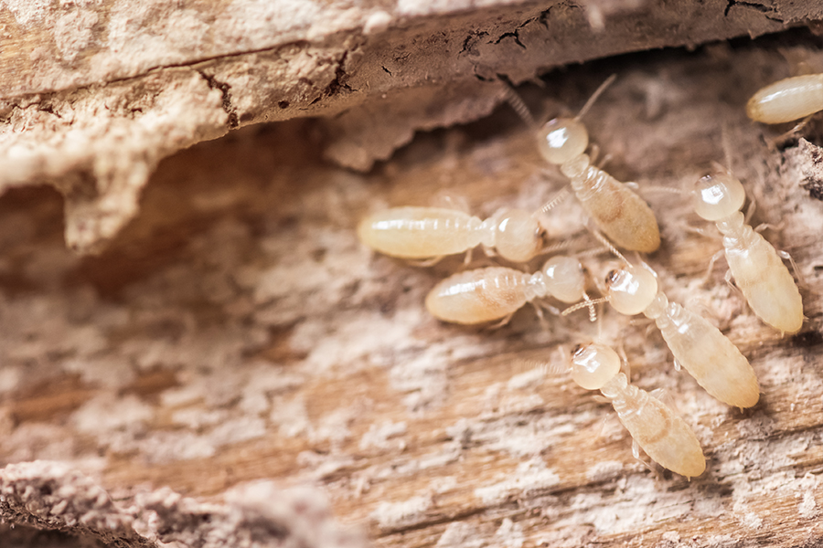 termites